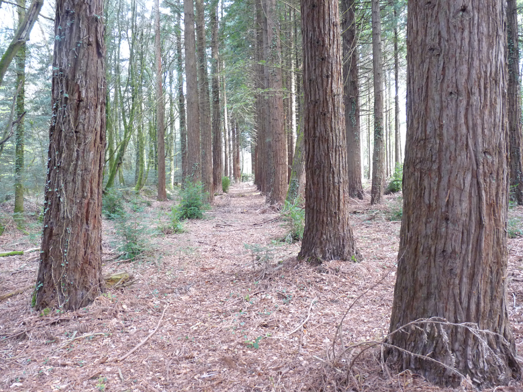 Photographie de Séquoia toujours vert sequoia sempervirens